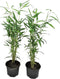 Plant in a Box - Fargesia papyrifera 'Blue Dragon' - Bamboe - Set van 2 - Pot 13cm - Hoogte 30-40cm