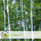 Plant in a Box - Fargesia papyrifera 'Blue Dragon' - Bamboe - Set van 2 - Pot 13cm - Hoogte 30-40cm