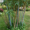 Plant in a Box - Fargesia papyrifera 'Blue Dragon' - Bamboe - Set van 6 - Pot 13cm - Hoogte 30-40cm