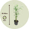 Plant in a Box - Fargesia papyrifera 'Blue Dragon' - Bamboe - Set van 6 - Pot 13cm - Hoogte 30-40cm