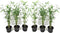 Plant in a Box - Fargesia papyrifera 'Blue Dragon' - Bamboe - Set van 6 - Pot 13cm - Hoogte 30-40cm