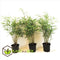 Plant in a Box - Fargesia scabrida Asian Wonder - Set van 3 - Niet woekerende rode bamboe - Pot 13cm - Hoogte 25-40cm
