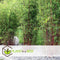 Plant in a Box - Fargesia scabrida Asian Wonder - Set van 3 - Niet woekerende rode bamboe - Pot 13cm - Hoogte 25-40cm