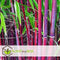 Plant in a Box - Fargesia scabrida Asian Wonder - Set van 3 - Niet woekerende rode bamboe - Pot 13cm - Hoogte 25-40cm