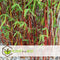 Plant in a Box - Fargesia scabrida Asian Wonder - Set van 3 - Niet woekerende rode bamboe - Pot 13cm - Hoogte 25-40cm