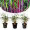 Plant in a Box - Fargesia scabrida Asian Wonder - Set van 3 - Niet woekerende rode bamboe - Pot 13cm - Hoogte 25-40cm