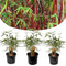Plant in a Box - Fargesia scabrida Asian Wonder - Set van 3 - Niet woekerende rode bamboe - Pot 13cm - Hoogte 25-40cm