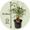 Plant in a Box - Fargesia scabrida Asian Wonder - Set van 3 - Niet woekerende rode bamboe - Pot 13cm - Hoogte 25-40cm