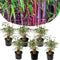 Plant in a Box - Fargesia scabrida Asian Wonder - Set van 6 - Niet woekerende rode bamboe - Pot 13cm - Hoogte 25-40cm