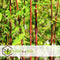 Plant in a Box - Fargesia scabrida Asian Wonder - Set van 6 - Niet woekerende rode bamboe - Pot 13cm - Hoogte 25-40cm