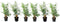 Plant in a Box - Fargesia scabrida Asian Wonder - Set van 6 - Niet woekerende rode bamboe - Pot 13cm - Hoogte 25-40cm