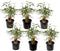 Plant in a Box - Fargesia scabrida Asian Wonder - Set van 6 - Niet woekerende rode bamboe - Pot 13cm - Hoogte 25-40cm