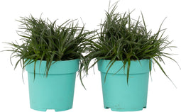 Plant in a Box - Fascicularia - Set van 2 - Bijzondere plant - Blauwgrijze bladeren - Geschikt voor binnen en buiten - Pot 13cm - Hoogte 20-30cm