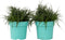 Plant in a Box - Fascicularia - Set van 2 - Bijzondere plant - Blauwgrijze bladeren - Geschikt voor binnen en buiten - Pot 13cm - Hoogte 20-30cm