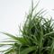 Plant in a Box - Fascicularia - Set van 2 - Bijzondere plant - Blauwgrijze bladeren - Geschikt voor binnen en buiten - Pot 13cm - Hoogte 20-30cm