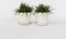 Plant in a Box - Fascicularia - Set van 2 - Bijzondere plant - Blauwgrijze bladeren - Geschikt voor binnen en buiten - Pot 13cm - Hoogte 20-30cm
