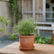 Plant in a Box - Fascicularia - Set van 2 - Bijzondere plant - Blauwgrijze bladeren - Geschikt voor binnen en buiten - Pot 13cm - Hoogte 20-30cm