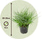 Plant in a Box - Fascicularia - Set van 2 - Bijzondere plant - Blauwgrijze bladeren - Geschikt voor binnen en buiten - Pot 13cm - Hoogte 20-30cm