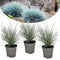 Plant in a Box - Festuca glauca 'Elijah Blue' - Set van 3 Festuca - Winterharde tuinplanten - Siergras - Pot 9cm - Hoogte 10-15cm