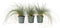 Plant in a Box - Festuca glauca 'Elijah Blue' - Set van 3 Festuca - Winterharde tuinplanten - Siergras - Pot 9cm - Hoogte 10-15cm