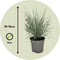 Plant in a Box - Festuca glauca 'Elijah Blue' - Set van 3 Festuca - Winterharde tuinplanten - Siergras - Pot 9cm - Hoogte 10-15cm
