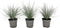 Plant in a Box - Festuca glauca 'Elijah Blue' - Set van 3 Festuca - Winterharde tuinplanten - Siergras - Pot 9cm - Hoogte 10-15cm