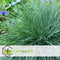 Plant in a Box - Festuca glauca 'Elijah Blue' - Set van 3 Festuca - Winterharde tuinplanten - Siergras - Pot 9cm - Hoogte 10-15cm