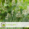 Plant in a Box - Festuca glauca 'Elijah Blue' - Set van 3 Festuca - Winterharde tuinplanten - Siergras - Pot 9cm - Hoogte 10-15cm