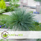 Plant in a Box - Festuca glauca 'Elijah Blue' - Set van 3 Festuca - Winterharde tuinplanten - Siergras - Pot 9cm - Hoogte 10-15cm