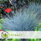 Plant in a Box - Festuca glauca 'Elijah Blue' - Set van 3 Festuca - Winterharde tuinplanten - Siergras - Pot 9cm - Hoogte 10-15cm