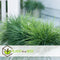 Plant in a Box - Festuca glauca 'Elijah Blue' - Set van 3 Festuca - Winterharde tuinplanten - Siergras - Pot 9cm - Hoogte 10-15cm
