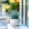 Plant in a Box - Festuca glauca 'Elijah Blue' - Set van 6 Festuca - Winterharde tuinplanten - Siergras - Pot 9cm - Hoogte 10-15cm