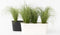 Plant in a Box - Festuca glauca 'Elijah Blue' - Set van 6 Festuca - Winterharde tuinplanten - Siergras - Pot 9cm - Hoogte 10-15cm
