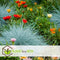 Plant in a Box - Festuca glauca 'Elijah Blue' - Set van 6 Festuca - Winterharde tuinplanten - Siergras - Pot 9cm - Hoogte 10-15cm