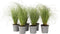 Plant in a Box - Festuca glauca 'Elijah Blue' - Set van 6 Festuca - Winterharde tuinplanten - Siergras - Pot 9cm - Hoogte 10-15cm