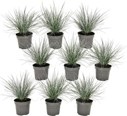 Plant in a Box - Festuca glauca 'Elijah Blue' - Set van 9 Festuca - Winterharde tuinplanten - Siergras - Pot 9cm - Hoogte 10-15cm