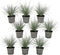 Plant in a Box - Festuca glauca 'Elijah Blue' - Set van 9 Festuca - Winterharde tuinplanten - Siergras - Pot 9cm - Hoogte 10-15cm