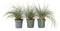Plant in a Box - Festuca glauca 'Elijah Blue' - Set van 9 Festuca - Winterharde tuinplanten - Siergras - Pot 9cm - Hoogte 10-15cm