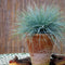 Plant in a Box - Festuca glauca 'Elijah Blue' - Set van 9 Festuca - Winterharde tuinplanten - Siergras - Pot 9cm - Hoogte 10-15cm