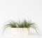 Plant in a Box - Festuca glauca 'Elijah Blue' - Set van 9 Festuca - Winterharde tuinplanten - Siergras - Pot 9cm - Hoogte 10-15cm