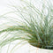 Plant in a Box - Festuca glauca 'Elijah Blue' - Set van 9 Festuca - Winterharde tuinplanten - Siergras - Pot 9cm - Hoogte 10-15cm