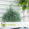 Plant in a Box - Festuca glauca 'Elijah Blue' - Set van 9 Festuca - Winterharde tuinplanten - Siergras - Pot 9cm - Hoogte 10-15cm