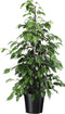 Plant in a Box - Ficus benjamina Danielle - Echte Kamerplant Groot - Vioolplant - Pot 21cm - Hoogte 100-110cm