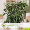 Plant in a Box - Ficus benjamina Danielle - Echte Kamerplant Groot - Vioolplant - Pot 21cm - Hoogte 100-110cm