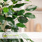 Plant in a Box - Ficus benjamina Danielle - Echte Kamerplant Groot - Vioolplant - Pot 21cm - Hoogte 100-110cm