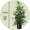 Plant in a Box - Ficus benjamina Danielle - Echte Kamerplant Groot - Vioolplant - Pot 21cm - Hoogte 100-110cm