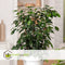 Plant in a Box - Ficus benjamina Danielle - Echte Kamerplant Groot - Vioolplant - Pot 21cm - Hoogte 100-110cm