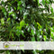 Plant in a Box - Ficus benjamina Danielle - Echte Kamerplant Groot - Vioolplant - Pot 21cm - Hoogte 100-110cm