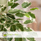 Plant in a Box - Ficus Benjamina Twilight - Echte Kamerplant Groot - Pot 21cm - Hoogte 100-110cm