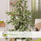 Plant in a Box - Ficus Benjamina Twilight - Echte Kamerplant Groot - Pot 21cm - Hoogte 100-110cm